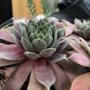 Meet your Posher, Maggie